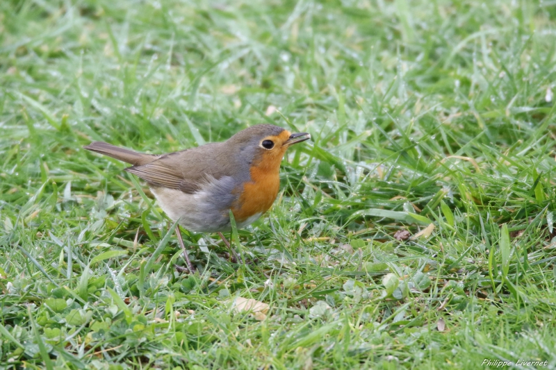 Photo Oiseaux Rouge gorge familier