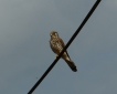 Oiseaux Faucon crécerelle (Falco tinnunculus)