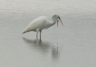  Grande aigrette