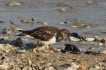 Oiseaux Tournepierre à collier (Arenaia interpres)