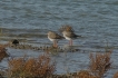 Chevalier gambette (Tringa totanus)