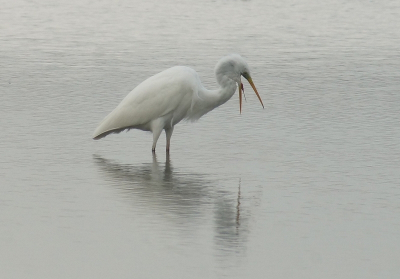 DSC05393.JPG Grande aigrette