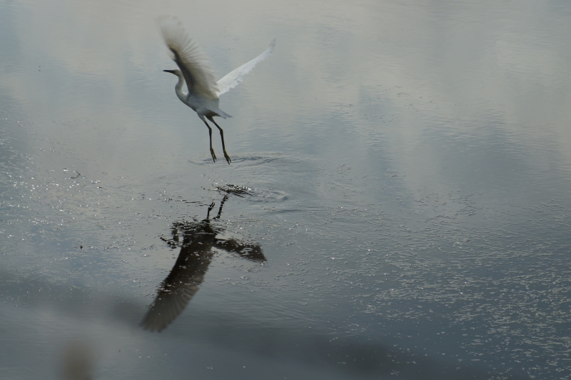 Photo Oiseaux Grande aigrette