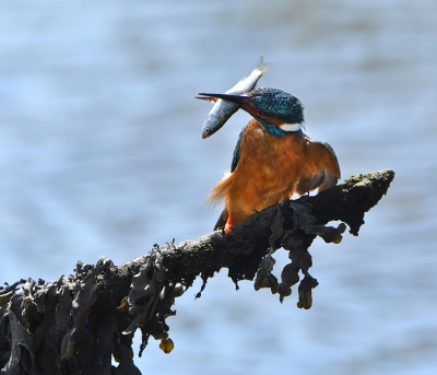 Oiseaux Martin pêcheur d\'Europe (Alcedo atthis)