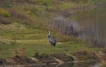  Grue cendrée (Megalornis grus) Grus grus