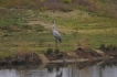  Grue cendrée (Megalornis grus) Grus grus