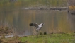  Grue cendrée (Megalornis grus) Grus grus