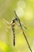 Insectes Libellules, Odonate, Zygoptère, Anisoptère, Demoiselle,