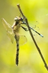 Insectes Libellules, Odonate, Zygoptère, Anisoptère, Demoiselle,