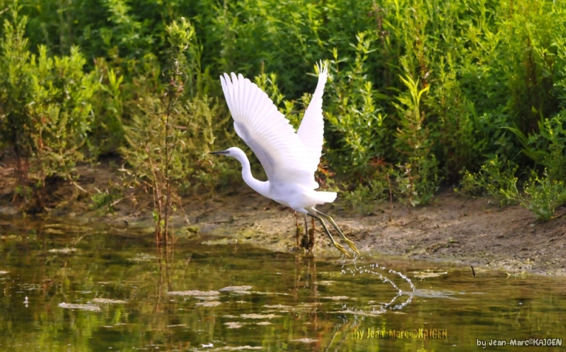 Aigrette-0001.jpg Aigrette garzette (Egretta garzetta)