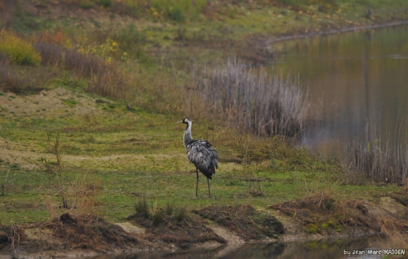 Grue_Cendre_e-0007.jpg Grue cendrée (Megalornis grus), Grus grus