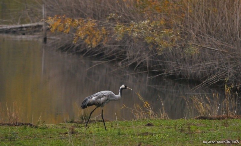 Grue_Cendre_e-001.jpg Grue cendrée (Megalornis grus), Grus grus