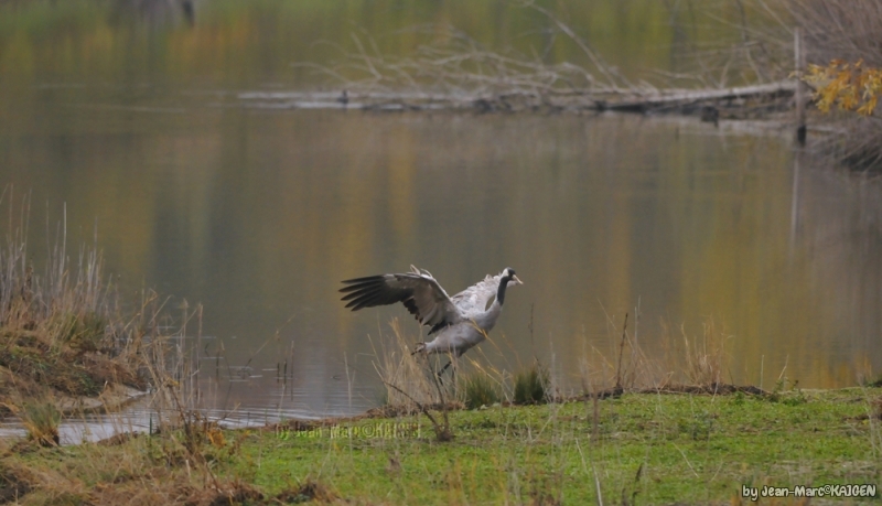 Grue_Cendre_e-003.jpg Grue cendrée (Megalornis grus), Grus grus