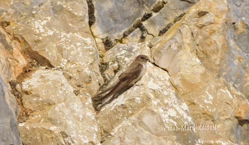 Hirondelle_des_rochers-0001.jpg