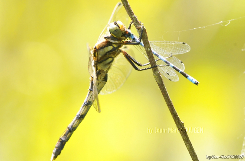 Photo Insectes Libellules, Odonate, Zygoptère, Anisoptère, Demoiselle, 