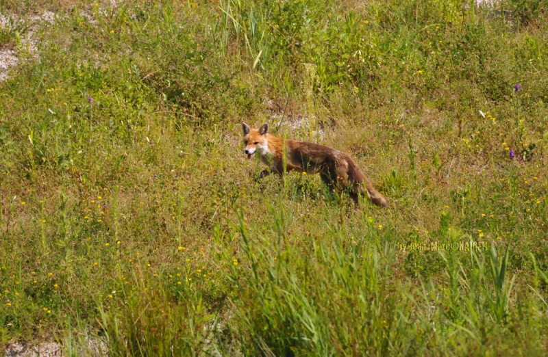 Renard-0021.jpg