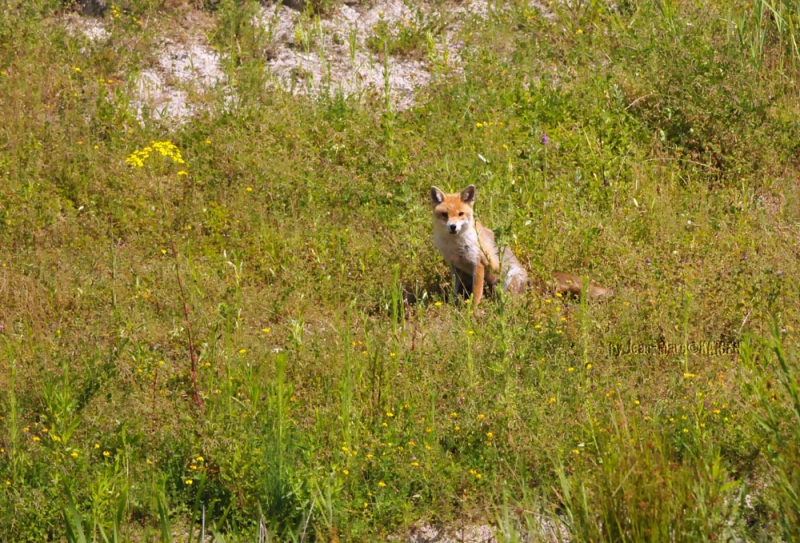 Renard-0023.jpg