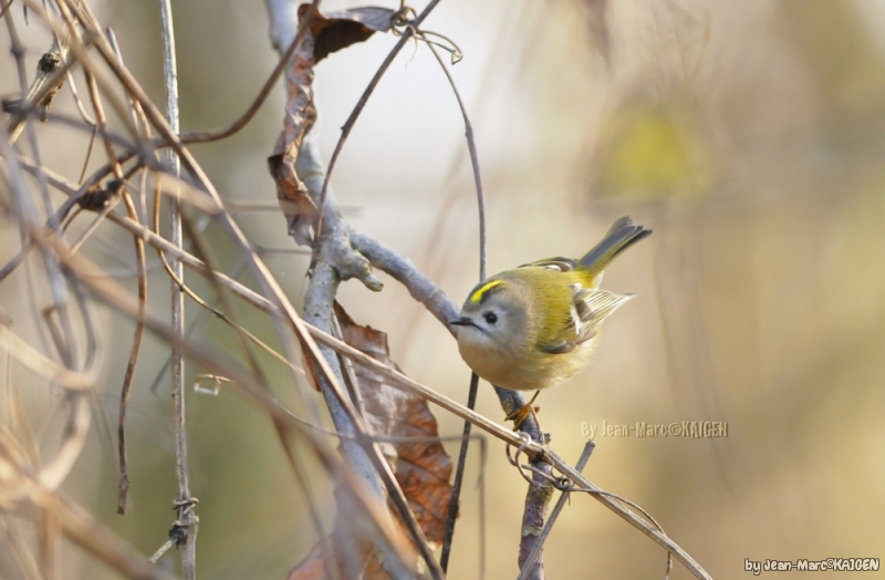 Photo Oiseaux