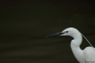 Oiseaux Aigrette garzette (Egretta garzetta)