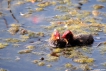 Oiseaux Foulques macroules poussins