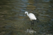 Oiseaux Aigrette garzette (Egretta garzetta)