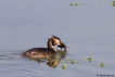 Oiseaux Grèbe huppé (Podiceps cristatus)