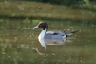 Oiseaux Canard pilet