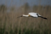 Oiseaux spatule blanche