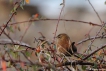 Oiseaux Troglodyte mignon (Troglodytes troglodytes)