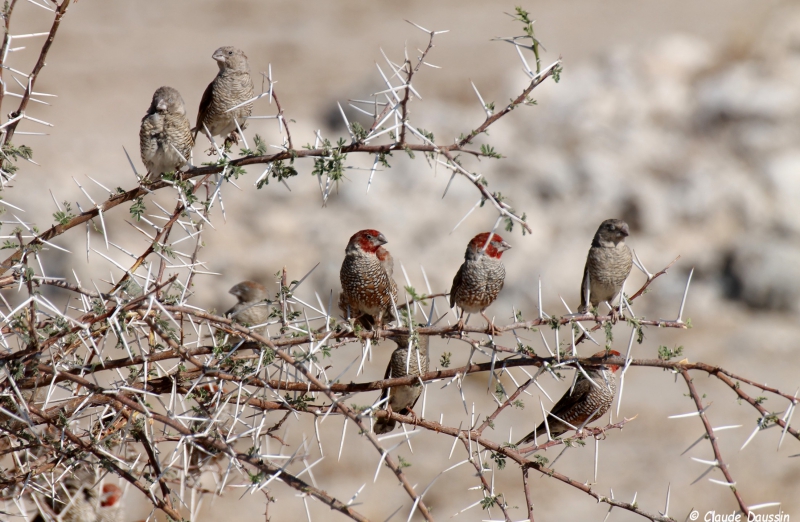 Photo Oiseaux