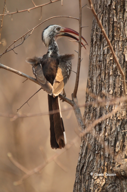 Photo Oiseaux