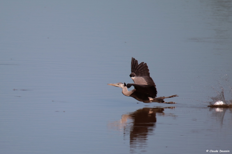 Photo Oiseaux