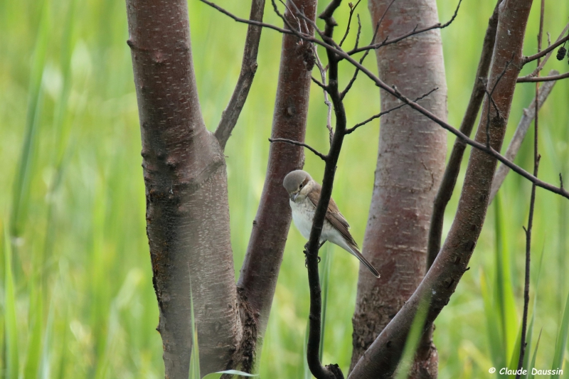 Photo Oiseaux pie grièche écorcheur