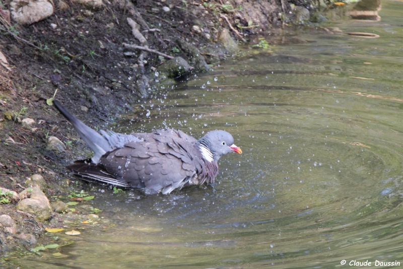 Photo Oiseaux Pigeon ramier (Columba palumbus)