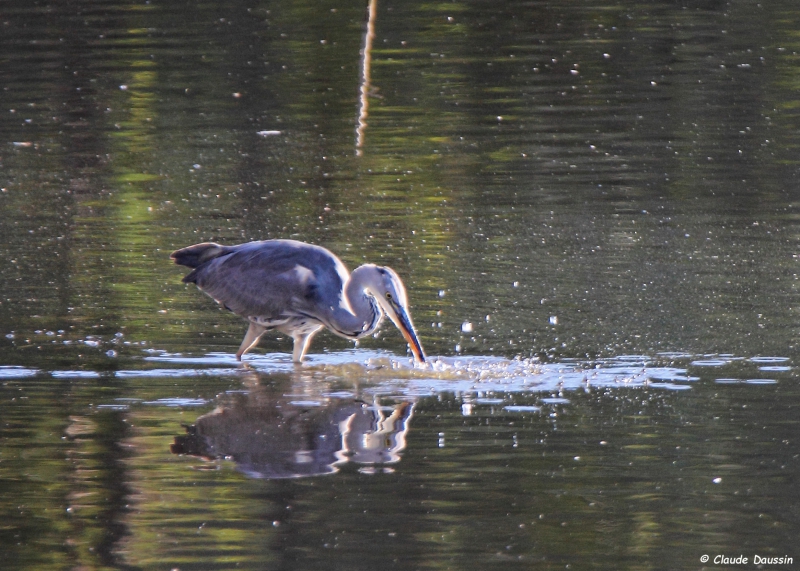 Photo Oiseaux