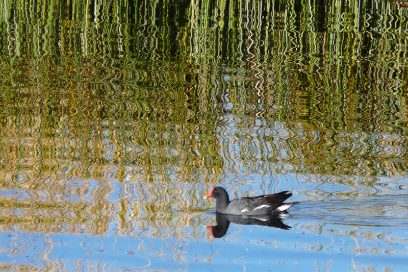 Photo Oiseaux