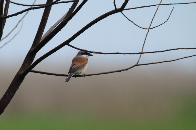 Photo Oiseaux pie grièche écorcheur