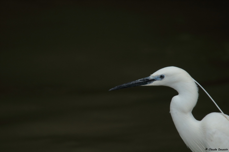 Photo Oiseaux Aigrette garzette (Egretta garzetta)