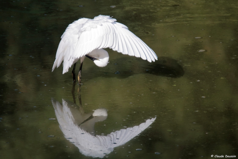 Photo Oiseaux Aigrette garzette