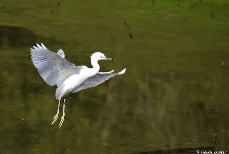 Photo Oiseaux