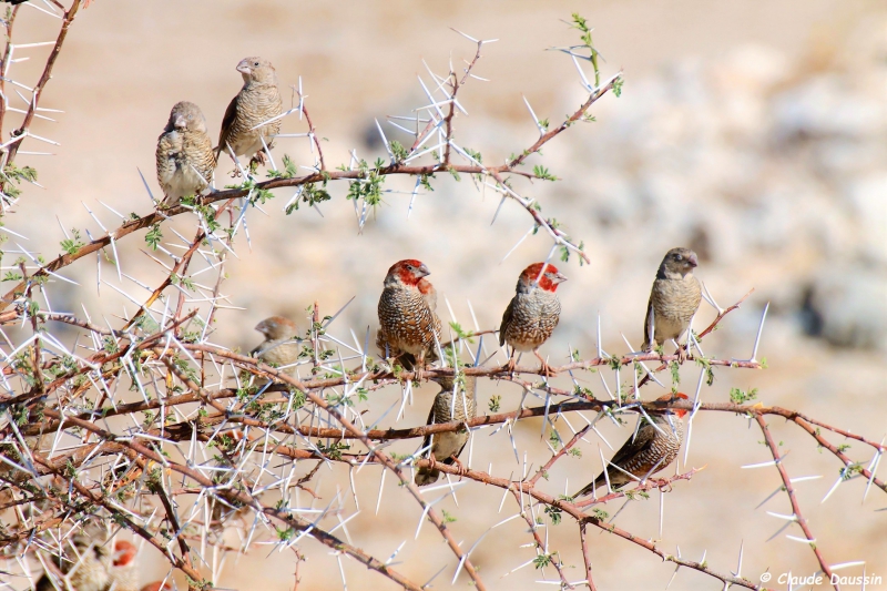 Photo Oiseaux