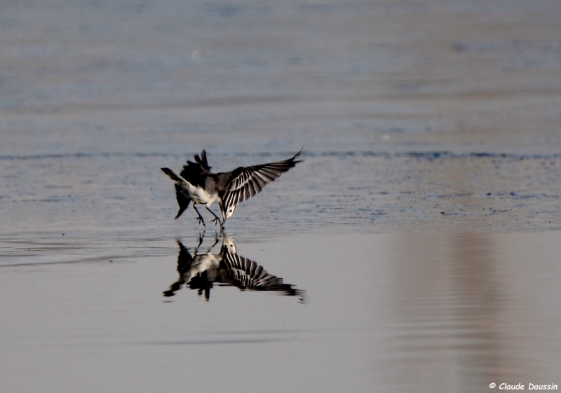 Photo Oiseaux Bergeronnette grise