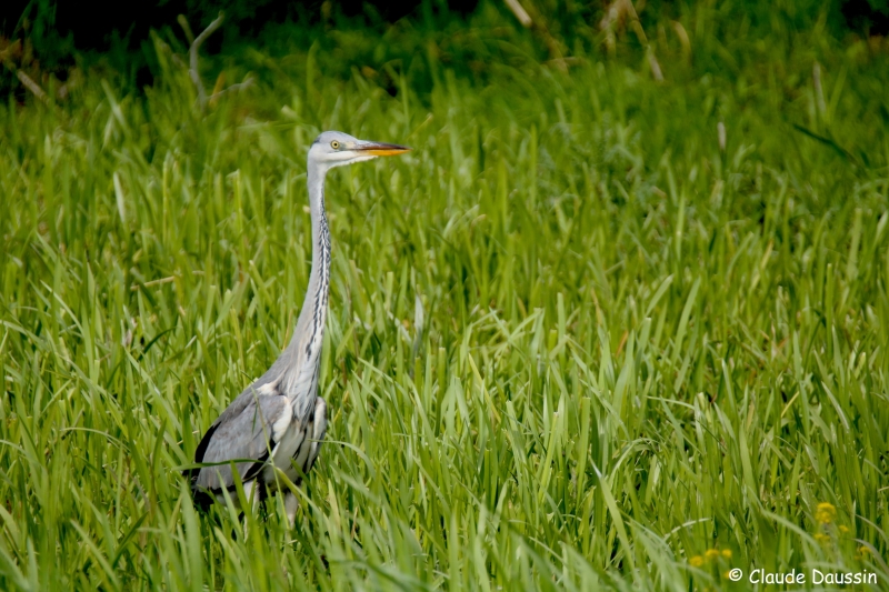 Photo Oiseaux