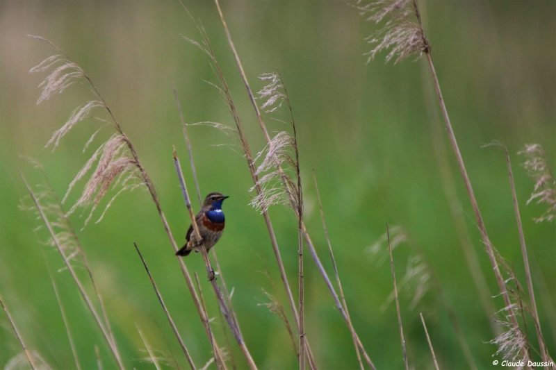 Photo Oiseaux