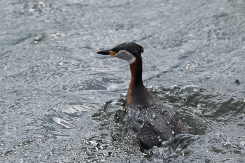 Photo Oiseaux