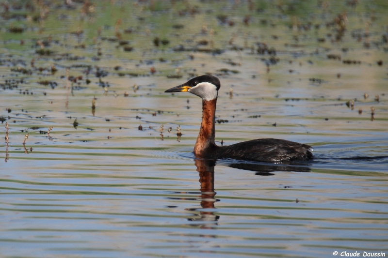 Photo Oiseaux