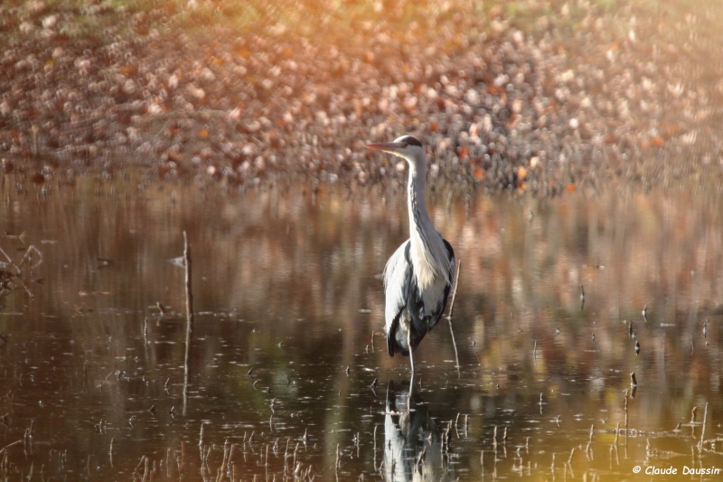 Photo Oiseaux