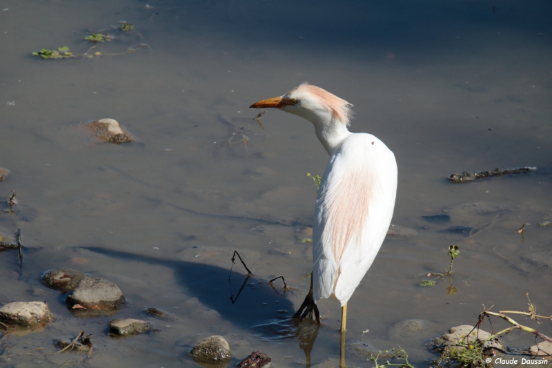 Photo Oiseaux