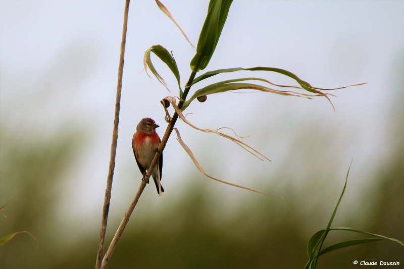 Photo Oiseaux