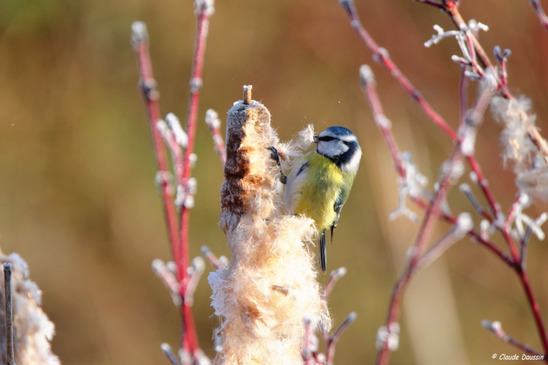 Photo Oiseaux